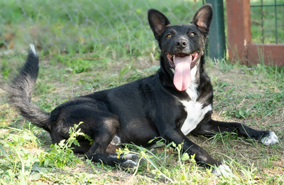 Pongo - zutraulich, menschenbezogen, liebt Spielzeug, freundlich, interessiert, Mischling (Video auf HP) - Rüde