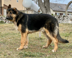 Pop möchte mit IHNEN durchs Leben gehen