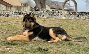 Pop möchte mit IHNEN durchs Leben gehen, Mischling - Rüde