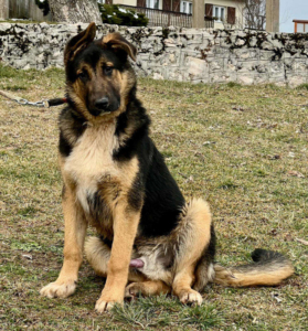 Pop möchte mit IHNEN durchs Leben gehen, Mischling - Rüde