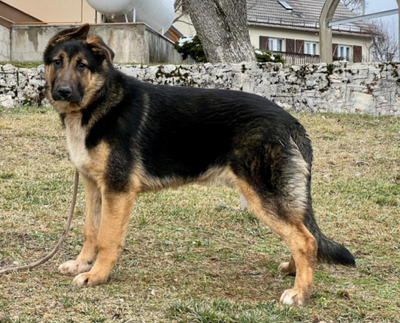 Pop möchte mit IHNEN durchs Leben gehen, Mischling - Rüde