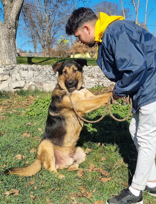 Pop möchte mit IHNEN durchs Leben gehen, Mischling - Rüde