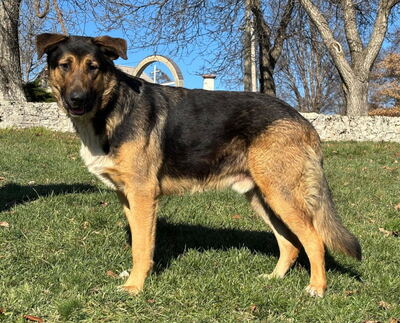 Pop möchte mit IHNEN durchs Leben gehen, Mischling - Rüde