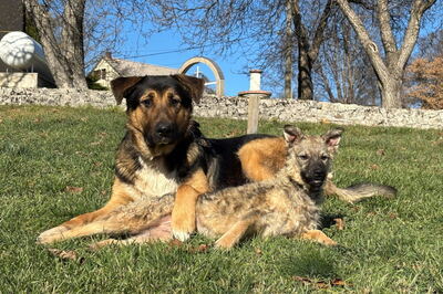 Pop möchte mit IHNEN durchs Leben gehen, Mischling - Rüde