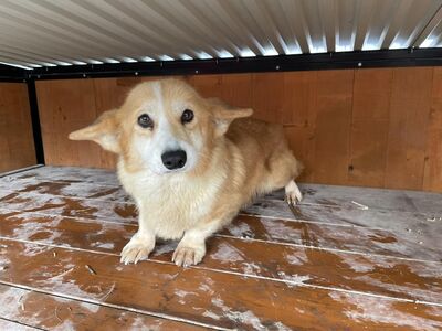 😍 Popelina (W), 6 Jahre, 35 cm, Slowakei, Corgi (-Mix) - Hündin