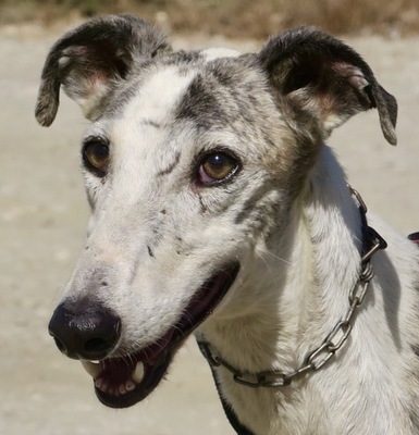Popeye, Galgo Español - Rüde