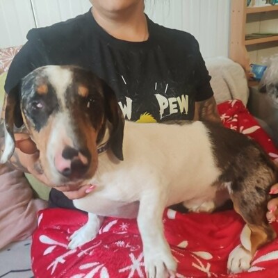 💥 Popeye kleiner Piebald  ist ein idealer Begleiter – sehr verschmust, freundlich, sanftmütig und lieb💥