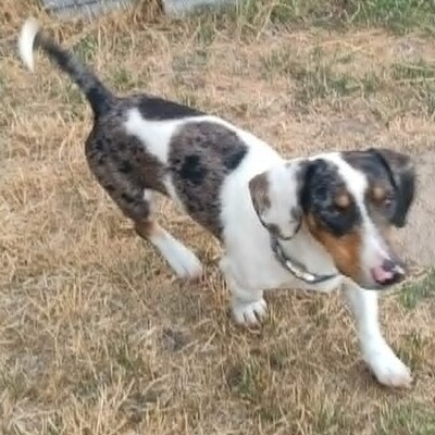 💥 Popeye kleiner Piebald ist ein idealer Begleiter – sehr verschmust, freundlich, sanftmütig und lieb💥, Piebald - Rüde