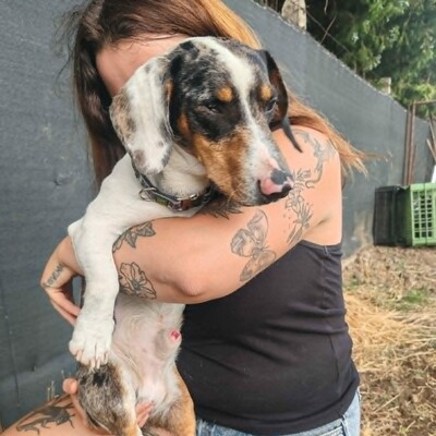 💥 Popeye kleiner Piebald ist ein idealer Begleiter – sehr verschmust, freundlich, sanftmütig und lieb💥, Piebald - Rüde