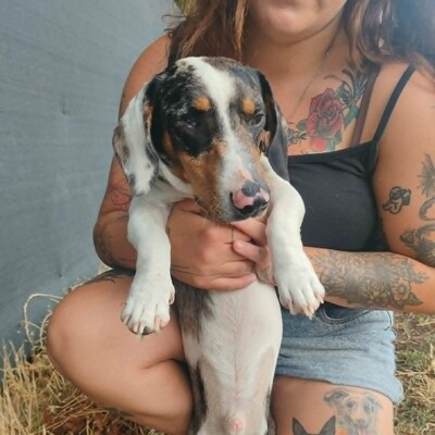 💥 Popeye kleiner Piebald ist ein idealer Begleiter – sehr verschmust, freundlich, sanftmütig und lieb💥, Piebald - Rüde