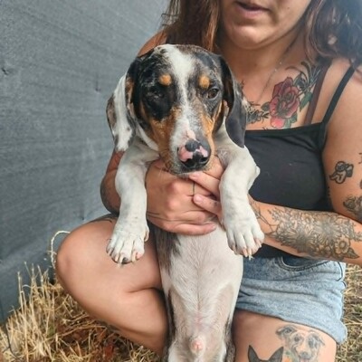 💥 Popeye kleiner Piebald ist ein idealer Begleiter – sehr verschmust, freundlich, sanftmütig und lieb💥, Piebald - Rüde