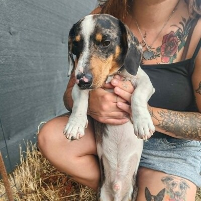 💥 Popeye kleiner Piebald ist ein idealer Begleiter – sehr verschmust, freundlich, sanftmütig und lieb💥, Piebald - Rüde