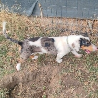 💥 Popeye kleiner Piebald ist ein idealer Begleiter – sehr verschmust, freundlich, sanftmütig und lieb💥, Piebald - Rüde