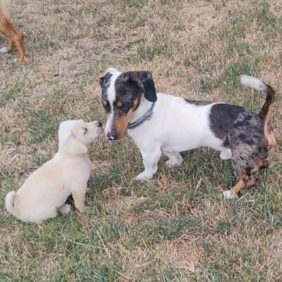 💥 Popeye kleiner Piebald ist ein idealer Begleiter – sehr verschmust, freundlich, sanftmütig und lieb💥, Piebald - Rüde