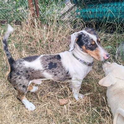 💥 Popeye kleiner Piebald ist ein idealer Begleiter – sehr verschmust, freundlich, sanftmütig und lieb💥, Piebald - Rüde