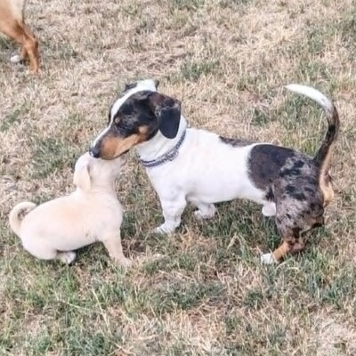 💥 Popeye kleiner Piebald ist ein idealer Begleiter – sehr verschmust, freundlich, sanftmütig und lieb💥, Piebald - Rüde