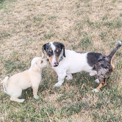💥 Popeye kleiner Piebald ist ein idealer Begleiter – sehr verschmust, freundlich, sanftmütig und lieb💥, Piebald - Rüde