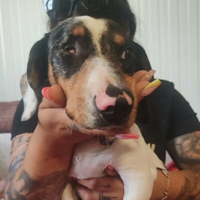 💥 Popeye kleiner Piebald ist ein idealer Begleiter – sehr verschmust, freundlich, sanftmütig und lieb💥, Piebald - Rüde