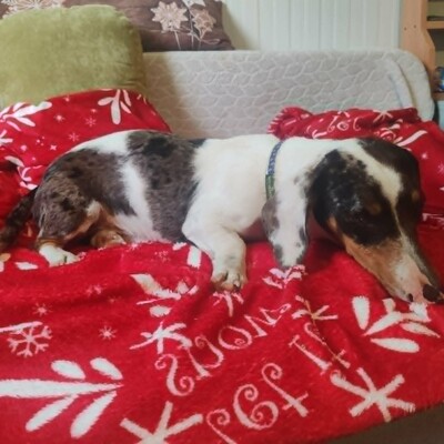 💥 Popeye kleiner Piebald ist ein idealer Begleiter – sehr verschmust, freundlich, sanftmütig und lieb💥, Piebald - Rüde