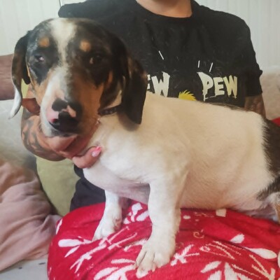 💥 Popeye kleiner Piebald ist ein idealer Begleiter – sehr verschmust, freundlich, sanftmütig und lieb💥, Piebald - Rüde