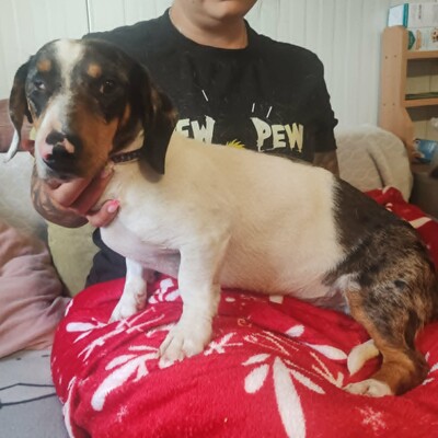 💥 Popeye kleiner Piebald ist ein idealer Begleiter – sehr verschmust, freundlich, sanftmütig und lieb💥, Piebald - Rüde