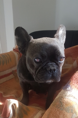 Poppy, Französische Bulldogge - Hündin