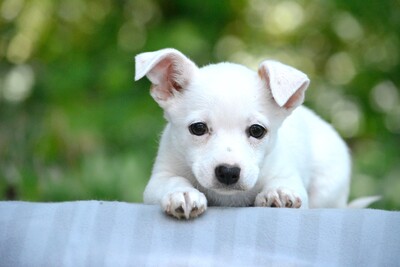 Poppy kleine Maus sucht ihre Familie, Chihuahua-Mix Welpen - Hündin