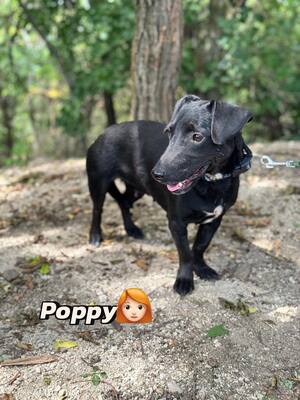 Poppy kleine Maus sucht ihre Familie, Dackel-Mischling - Hündin