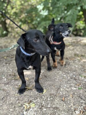 Poppy kleine Maus sucht ihre Familie, Dackel-Mischling - Hündin