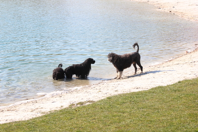 Portugiesischer Wasserhund - Cao de Agua Portugues Welpen - Hündin