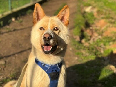 Pouchi Akita Inu Rüde sucht geeignetes Zuhause, Akita Inu - Rüde