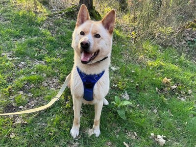 Pouchi Akita Inu Rüde sucht geeignetes Zuhause, Akita Inu - Rüde