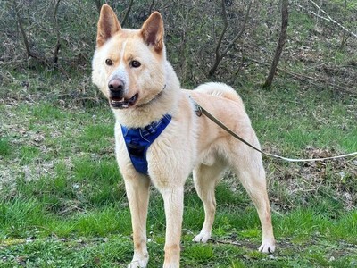 Pouchi Akita Inu Rüde sucht geeignetes Zuhause, Akita Inu - Rüde