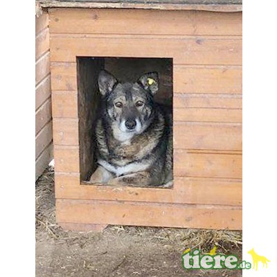 Poulina, Mischling - Hündin