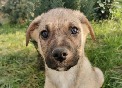 Pozok, Mischling Welpen - Rüde