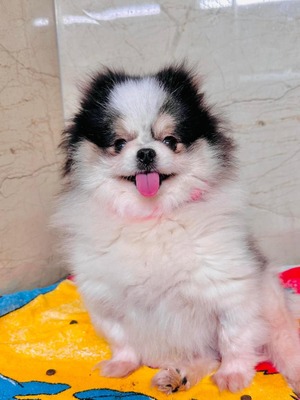 😍 Praline (W), ca. 2 Jahre, ca. 25cm, Slowakei - lieb und verkuschelt, Pomeranian-Mix - Hündin