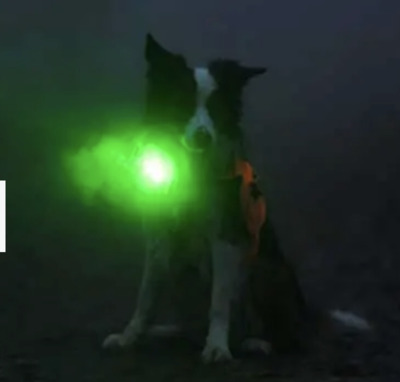 Premium Hundefutter & Maß-Geschirre in Esslingen – WuffWuff Design