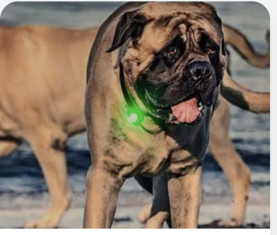 Premium Hundefutter & Maß-Geschirre in Esslingen – WuffWuff Design