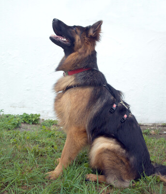 Pretty Diana, Alt Deutscher Schäferhund - Hündin
