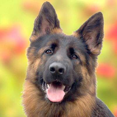 Pretty Diana, Alt Deutscher Schäferhund - Hündin