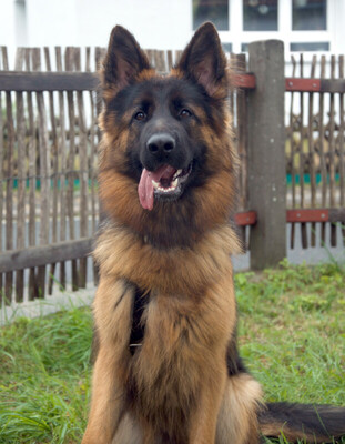 Pretty Diana, Alt Deutscher Schäferhund - Hündin