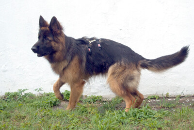 Pretty Diana, Alt Deutscher Schäferhund - Hündin