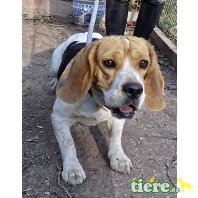 Prince, Beagle - Rüde