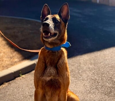 Prince Malinois Rüde möchte aus dem Tierheim, Malinois - Rüde