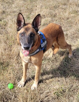 Prince Malinois Rüde möchte aus dem Tierheim, Malinois - Rüde
