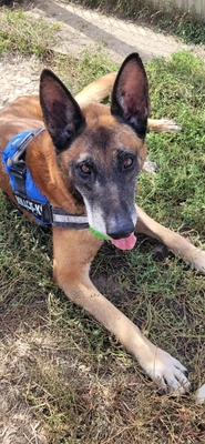 Prince Malinois Rüde möchte aus dem Tierheim, Malinois - Rüde