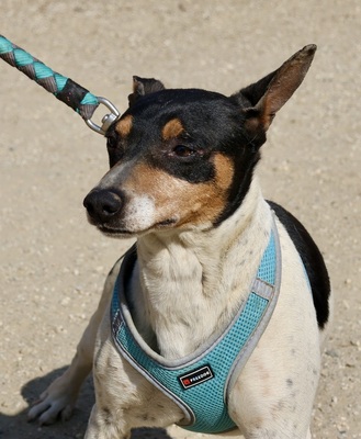 Prince, Ratonero Bodeguero Andaluz - Rüde