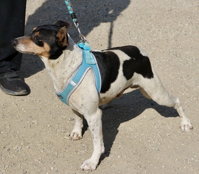 Prince, Ratonero Bodeguero Andaluz - Rüde