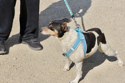 Prince, Ratonero Bodeguero Andaluz - Rüde