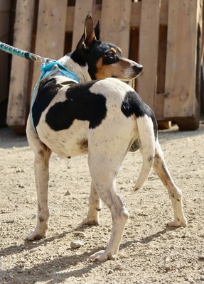 Prince, Ratonero Bodeguero Andaluz - Rüde